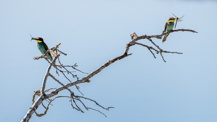 European Bee-eater perched on a branch overlooking the waters of a lake