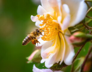 Bee flying to a white rose blossom