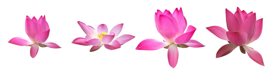 Isolated pink waterlily or lotus flower with clipping paths.