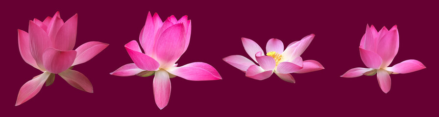 Isolated pink waterlily or lotus flower with clipping paths.