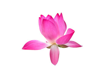 Fototapeta na wymiar Isolated pink waterlily or lotus flower with clipping paths.
