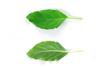 Fototapeta na wymiar Close-up two basil leaves on isolated white background,Clipping path.