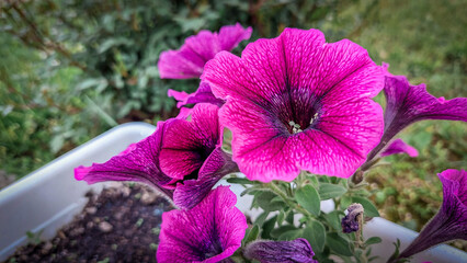 Beautiful flowers in the garden. Purple fresh summer flowers.
