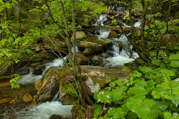 Naklejka na ściany i meble Wild river Bila Opava in Jeseniky, Czech Republic, Europe, Central Europe 