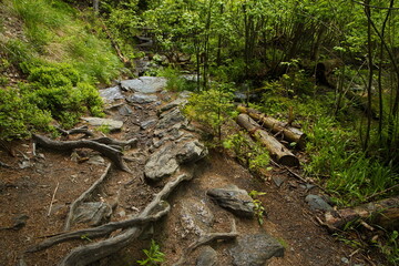 Fototapeta premium Difficult hiking trail at the river Bila Opava in Jeseniky, Czech Republic, Europe, Central Europe 