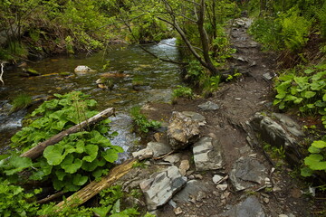 Difficult hiking trail at the river Bila Opava in Jeseniky, Czech Republic, Europe, Central Europe
