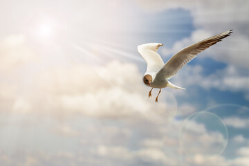 Fototapeta premium Beautiful shots of a seagull flying in the blue sunny sky