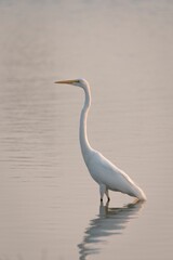 Great egret (ardea alba) in the Overholser Lake in Oklahoma