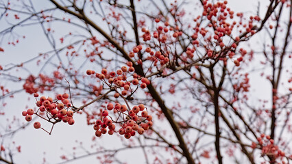 European mountain ash berries,in winter - Sorbus aucuparia 