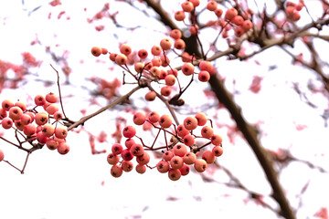 European mountain ash berries on a white background - Sorbus aucuparia 