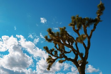 Closeup shot of a joshua tree in California, USA