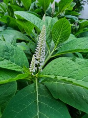 wild field and forest flowers