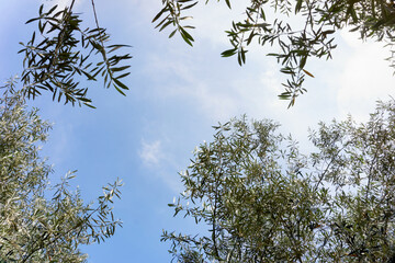  Olive Tree Leaves and blue sky  in France                           