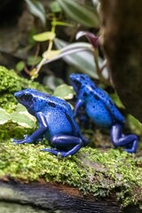 Vertical macro shot of two blue dyeing poison dart frogs (Dendrobates tinctorius) on the mossy wood
