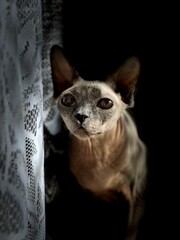 cat on a black background