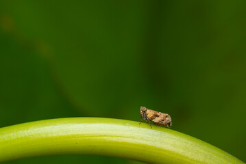 Close up of the Brown planthopper on green leaf in the garden. the Nilaparvata lugens (Stal) on green brunch. - obrazy, fototapety, plakaty