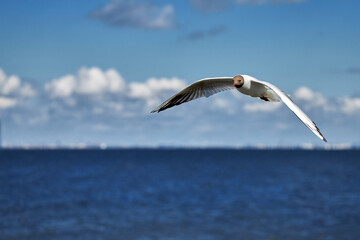 Fototapeta na wymiar A seagull, soaring in the blue sky flying over the sea.