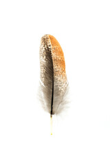 Real feather photo,Close-up feather brown black beautiful isolated on the white background.