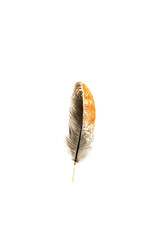Real feather photo,Close-up feather brown black beautiful isolated on the white background.