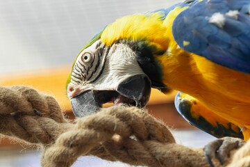Closeup shot of colorful Ara parrot biting rope