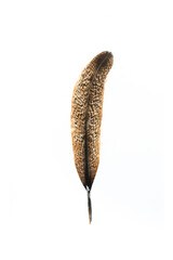Real feather photo,Close-up feather brown black beautiful isolated on the white background.
