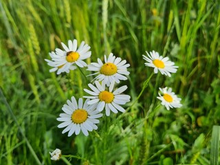Fototapeta premium wild field and forest flowers