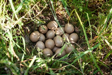 Partridge nest on the ground