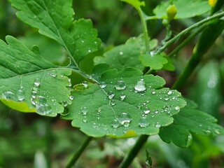 summer dew and drops on the leaves in the garden