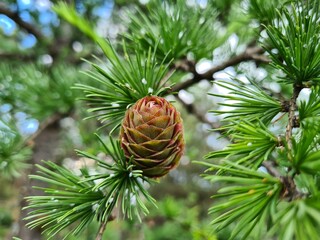 the pine cone and needles
