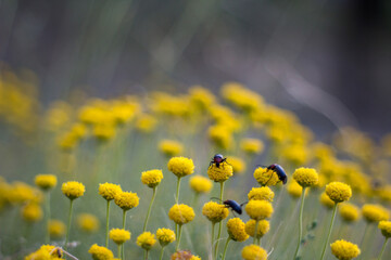 Obraz premium Bokeh de manzanilla gorda con insectos