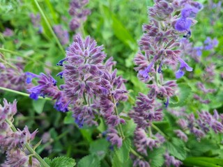 wild field and forest flowers