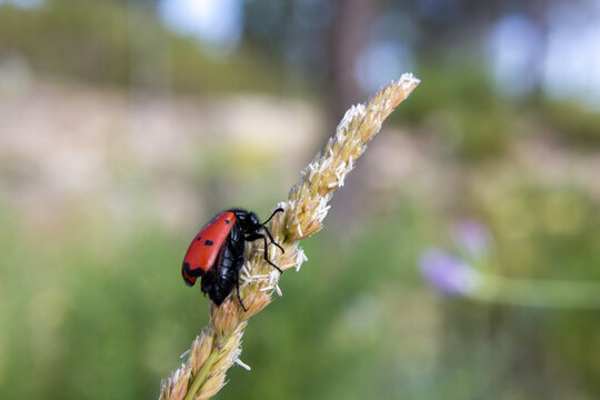 Escarabajo Mylabris comiendo