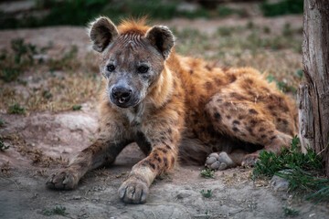 Obraz premium The spotted hyena , also known as the laughing hyena.