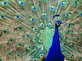 Obraz premium Detail of Peacock (Pavo Cristatus) bird in Podzamecka zahrada park in Kromeriz with feathers