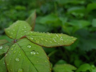 wild field and forest flowers