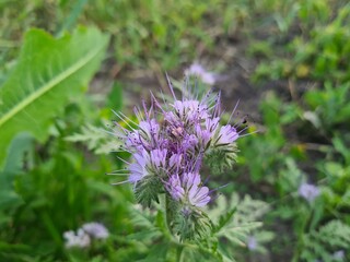 wild field and forest flowers