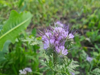 wild field and forest flowers