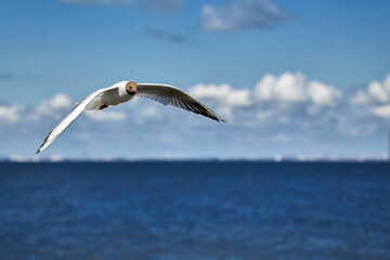 Fototapeta na wymiar A seagull, soaring in the blue sky flying over the sea.