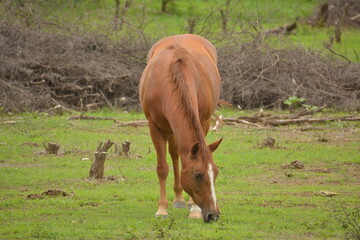 caballo