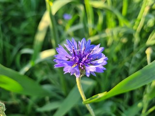 cornflower blue