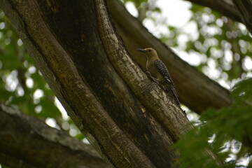 pájaro carpintero