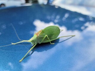 grasshopper on a leaf