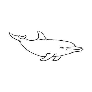 black and white dolphin swimming clip art preview
