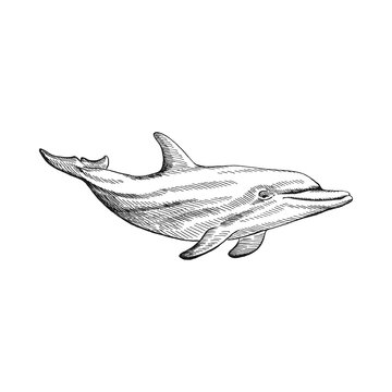 Dolphin. Hand drawn illustration converted to vector. Vector with animal underwater.