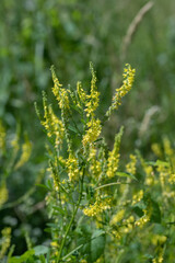 Yellow blossoms of sweet yellow clover (Melilotus officinalis).