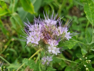 wild field and forest flowers