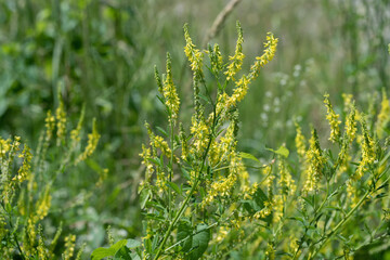Yellow blossoms of sweet yellow clover (Melilotus officinalis).