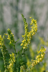 Yellow blossoms of sweet yellow clover (Melilotus officinalis).