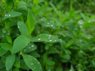 agricultural, agriculture, background, blazing, blooming, boll, bright, colorful, colors, countryside, glaring, glowing, green, idyllic, natural, outdoors, petal, scarlet, scarlett, seed, ukraine, veg