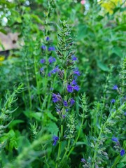 Amazing summer flowers in the garden